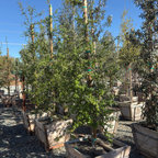Coast Live Oak
