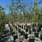 Coast Live Oak