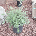 Coast Rosemary