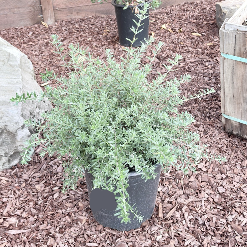Coast Rosemary
