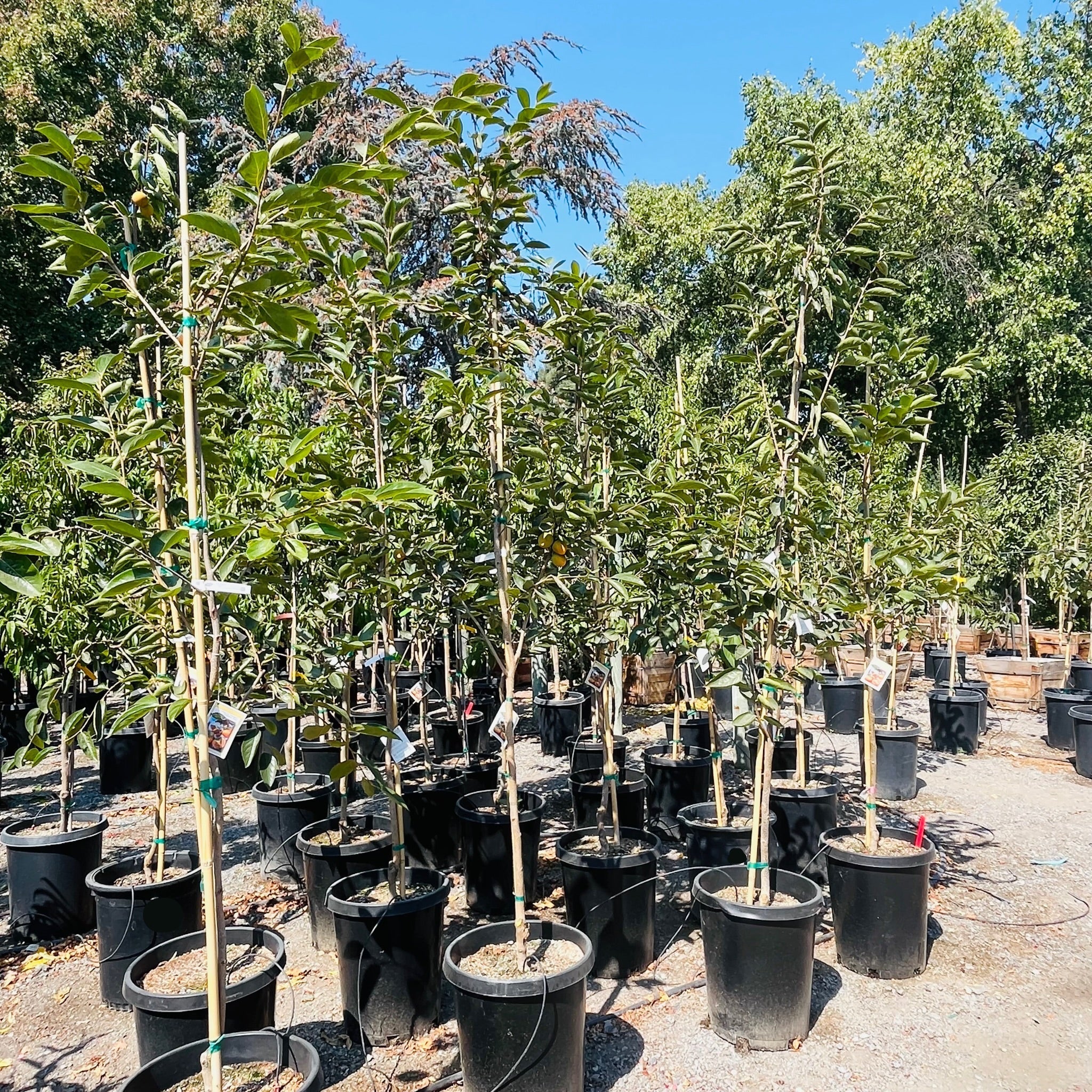 Coffeecake Persimmon Tree | Early Rich-Flavored Astringent
