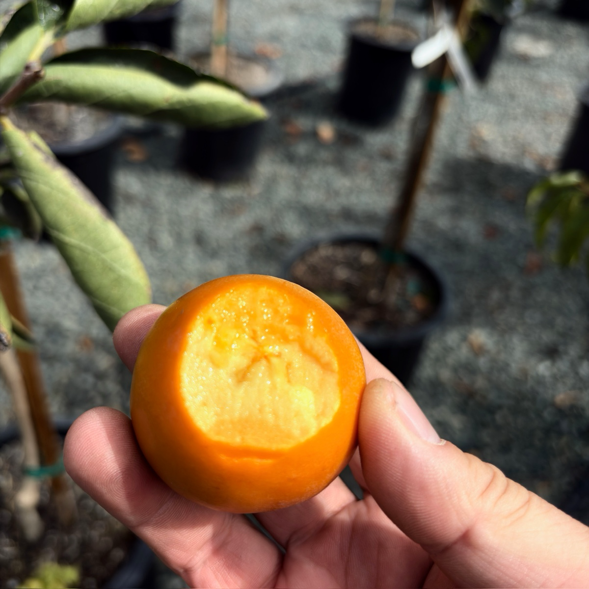 Coffeecake Persimmon