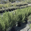 Coliban River Rock Fuchsia