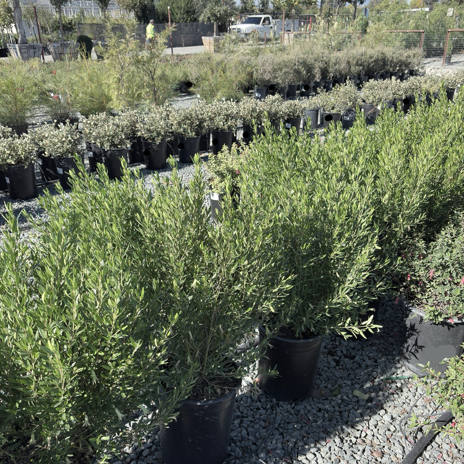 Coliban River Rock Fuchsia