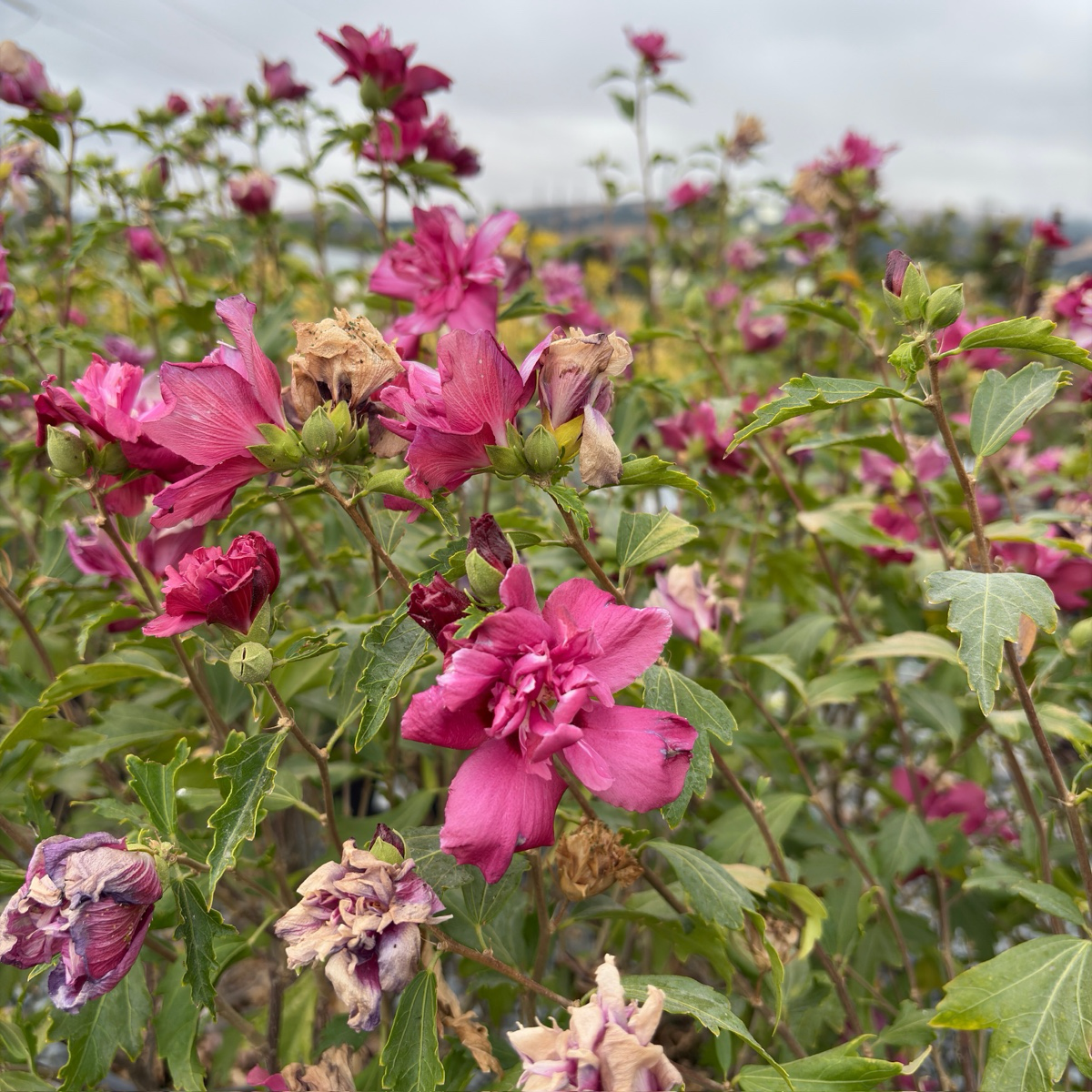 Collie Mullens Rose of Sharon with green leaves against a blurred natural background