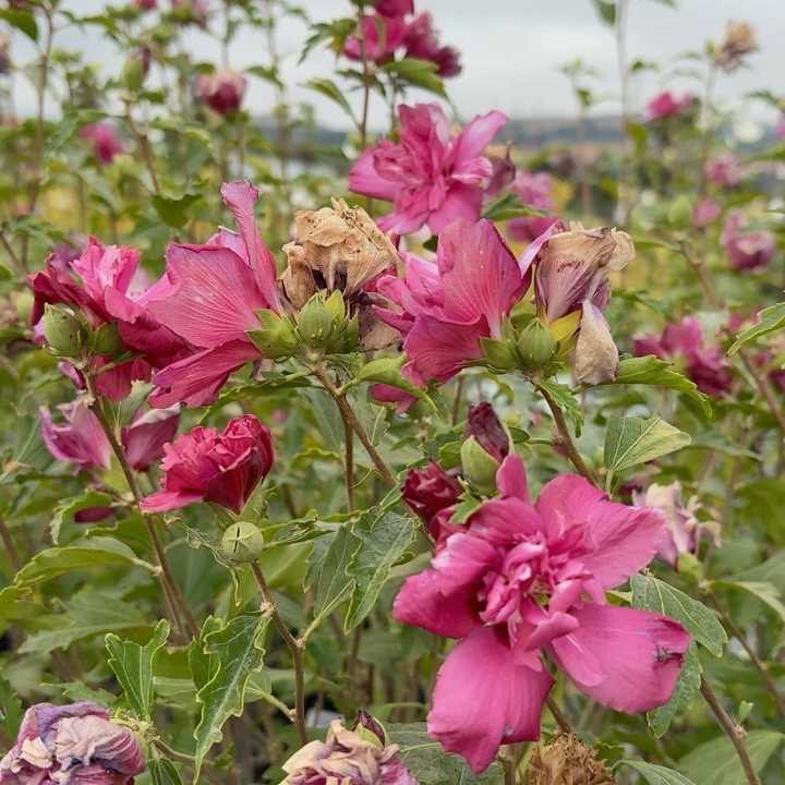 Collie Mullens Rose of Sharon with green leaves in a natural setting