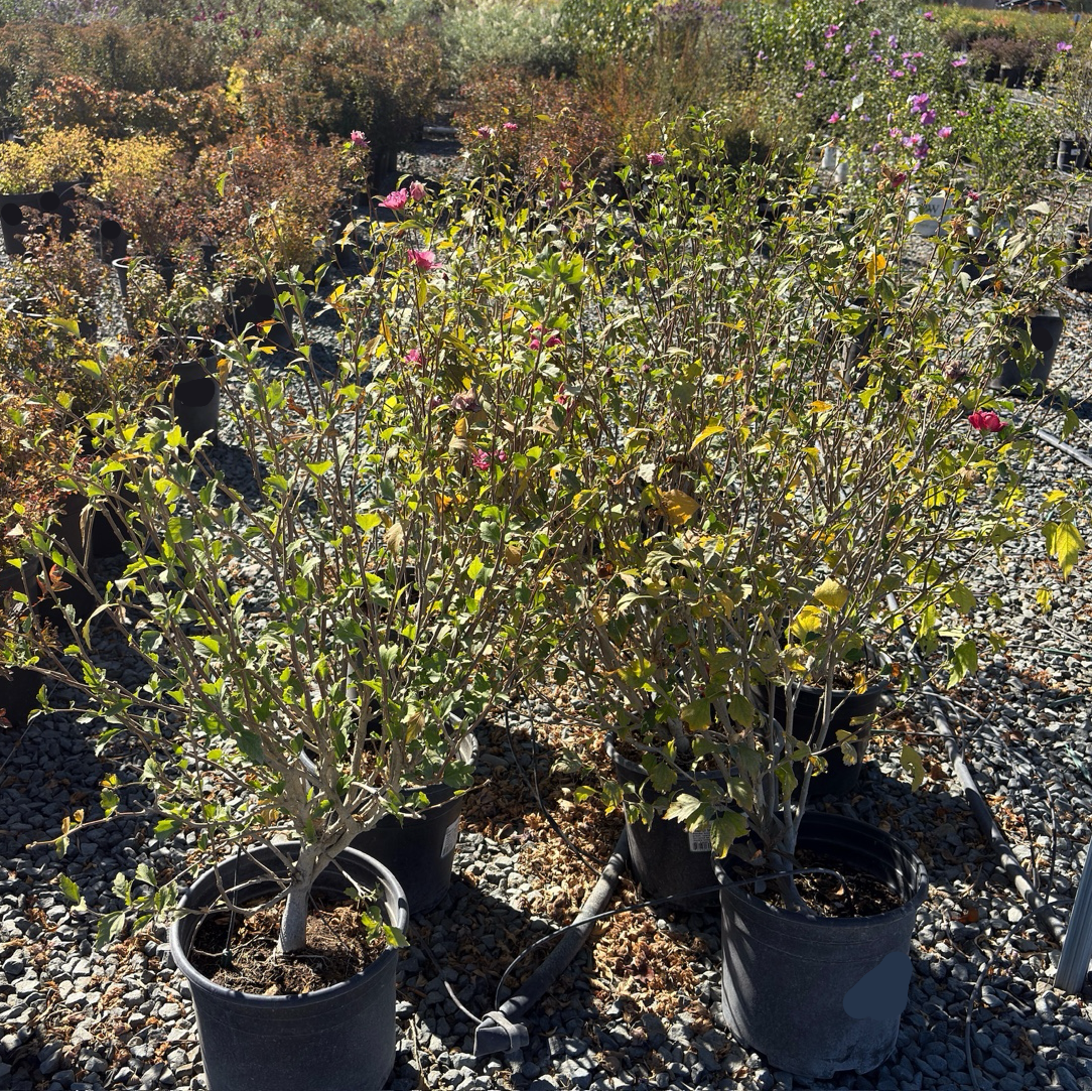Collie Mullens Rose of Sharon