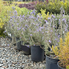 Collingwood Ingram Rosemary