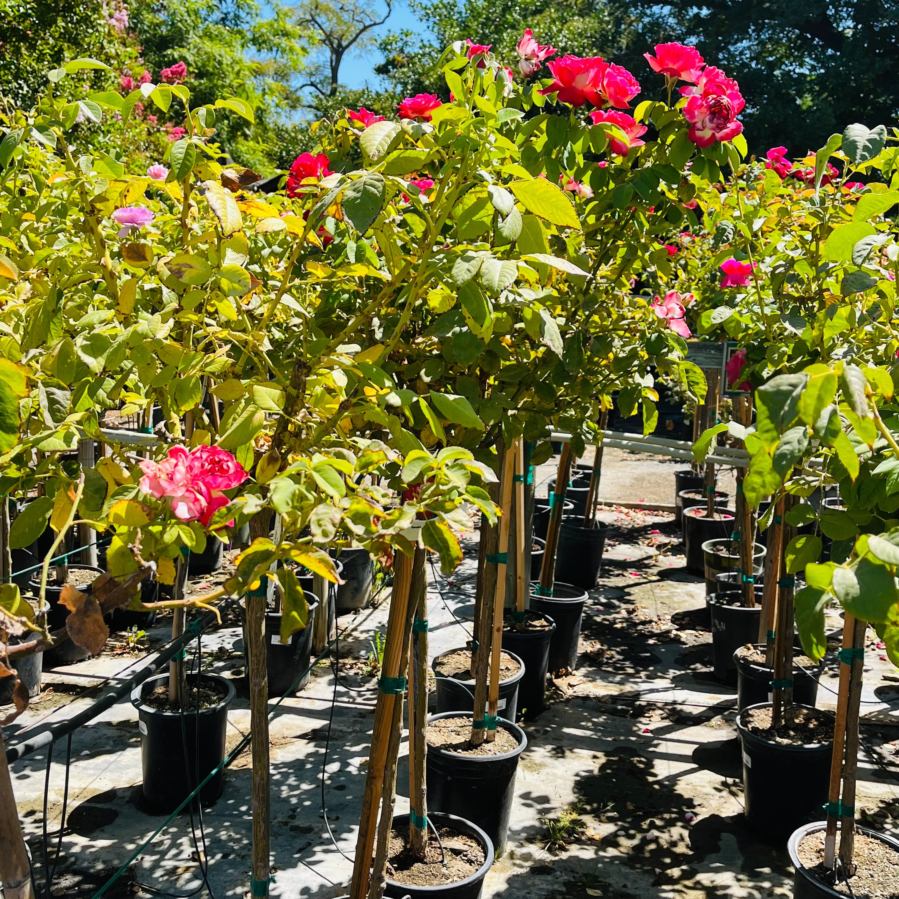 Row of potted plants with pink flowers in a garden setting
