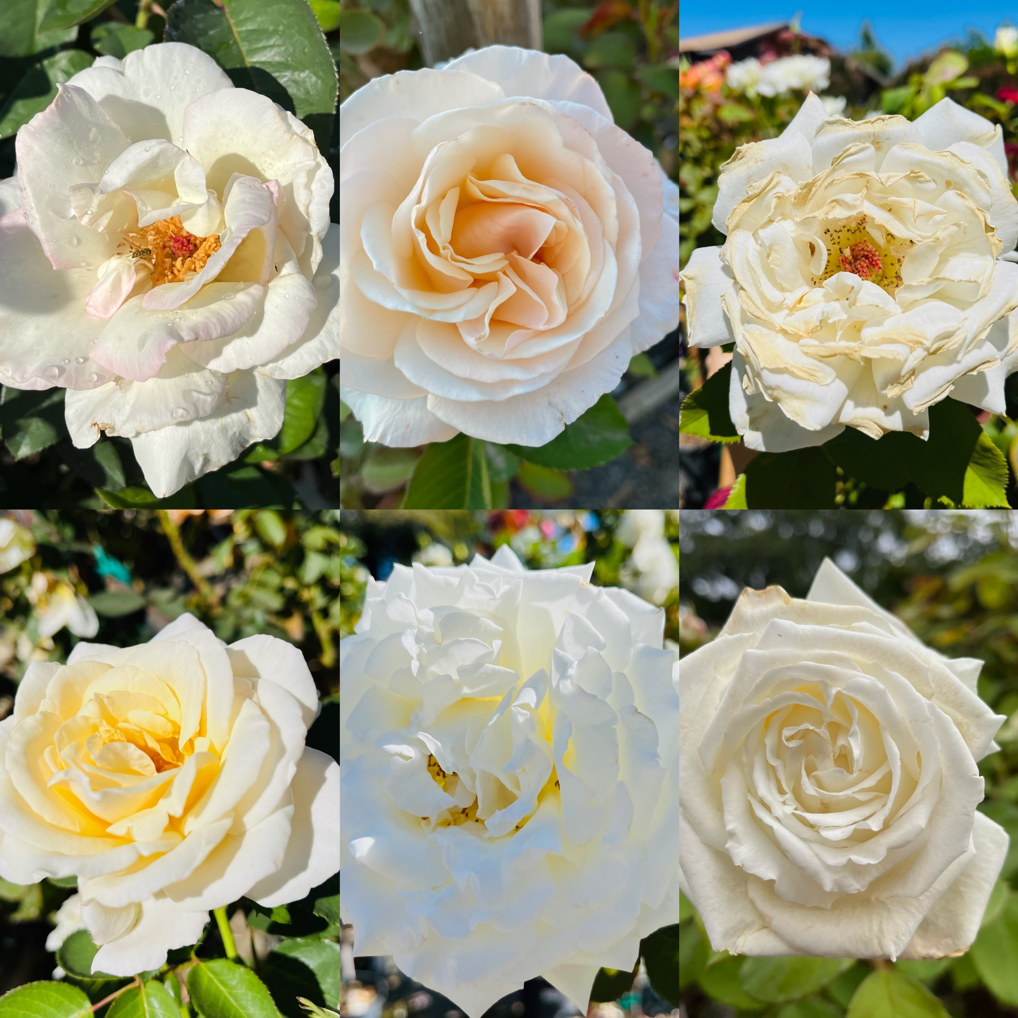 Collage of six different white roses with green leaves.