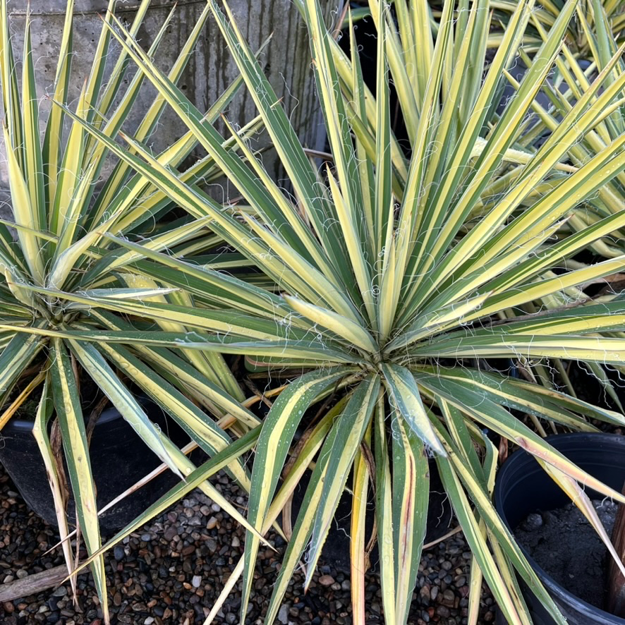 Color Guard Yucca | Vibrant Yellow-Variegated Succulent – Victory Color Guard Yucca | Vibrant Yellow-Variegated Succulent – Victory