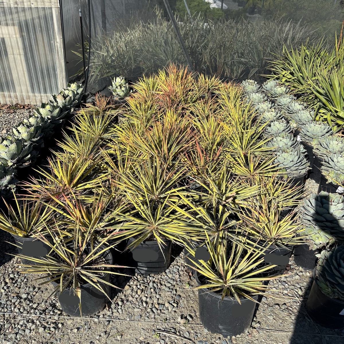 Color Guard Yucca | Vibrant Yellow-Variegated Succulent – Victory Color Guard Yucca | Vibrant Yellow-Variegated Succulent – Victory