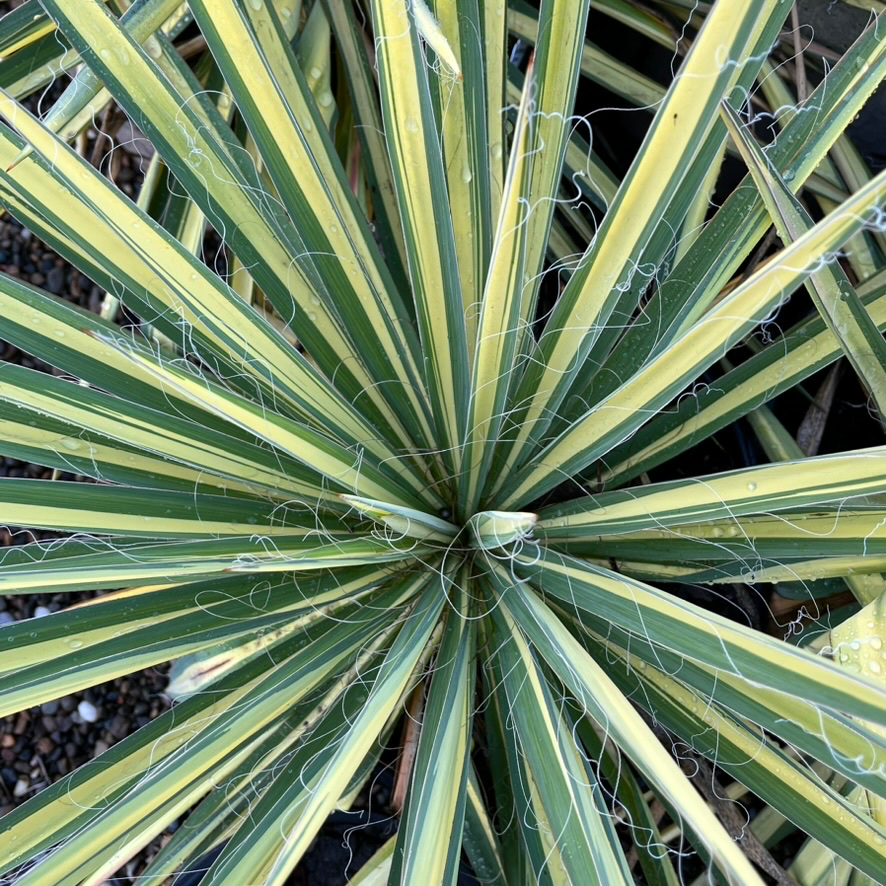 Color Guard Yucca | Vibrant Yellow-Variegated Succulent – Victory Color Guard Yucca | Vibrant Yellow-Variegated Succulent – Victory