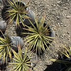 Potted Color Guard Adam's Needle with yellow and green leaves on a gravel surface