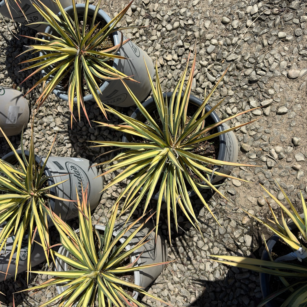 Potted Color Guard Adam's Needle with yellow and green leaves on a gravel surface