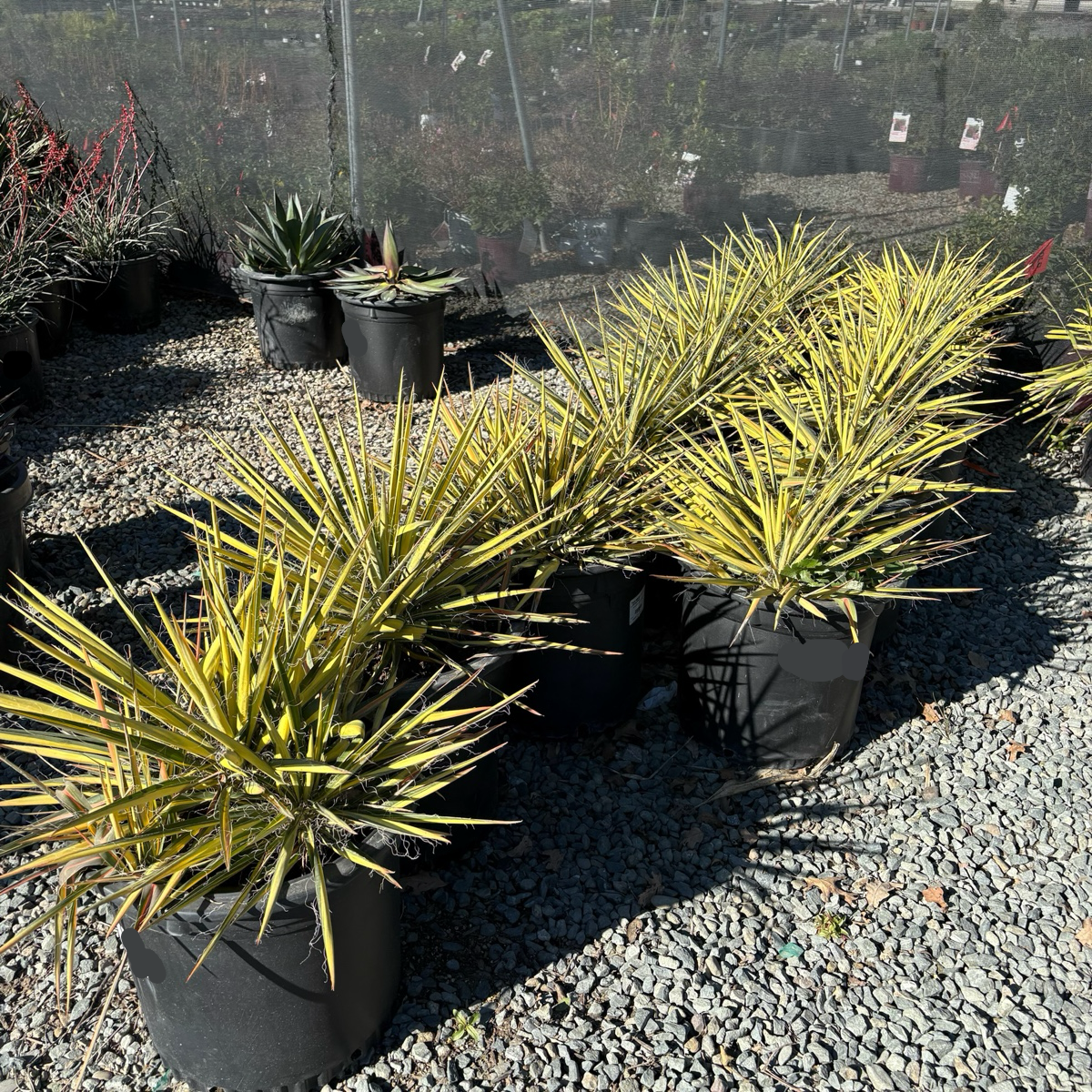 Color Guard Yucca | Vibrant Yellow-Variegated Succulent – Victory
