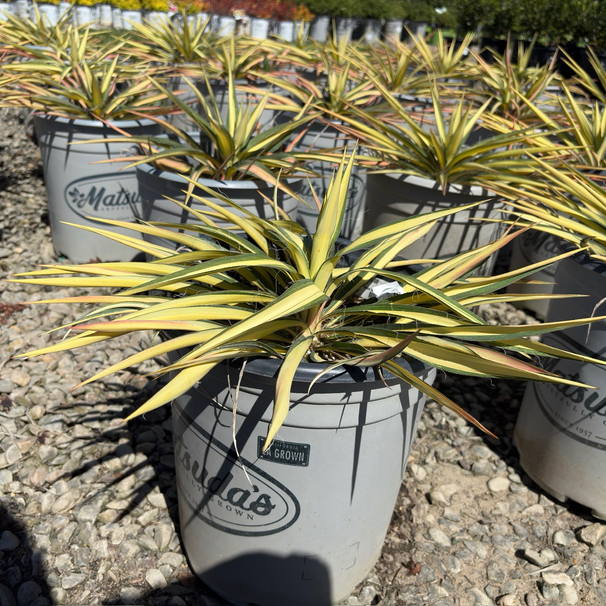 Potted Color Guard Adam's Needle in gray pots with visible brand labels on a gravel surface