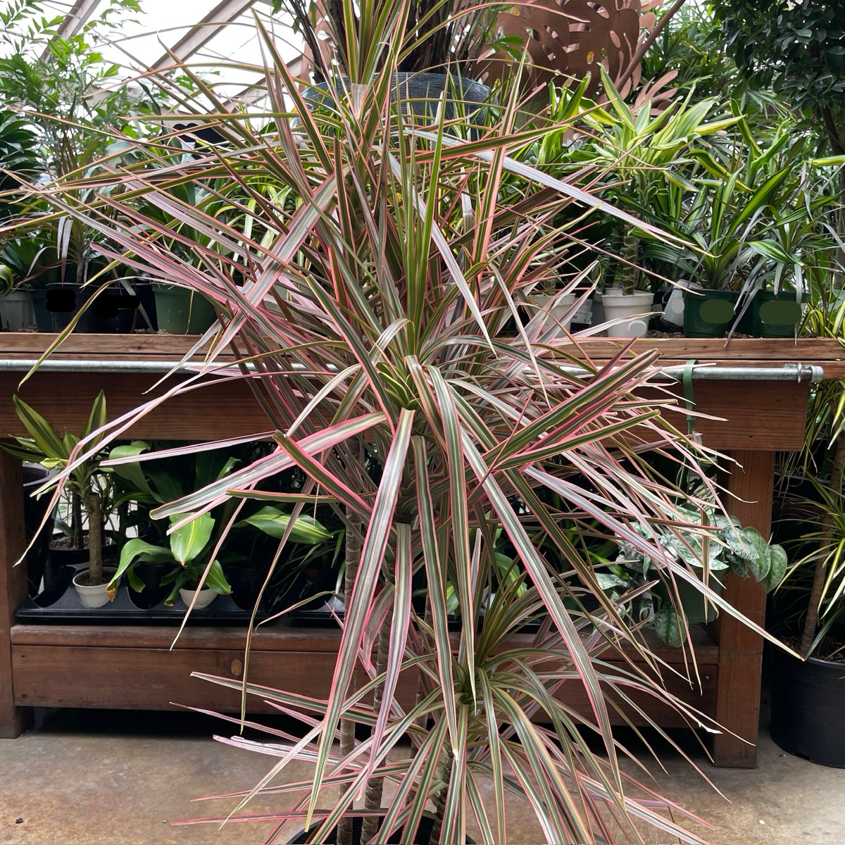 dracaena arturo Colorama Dracaena