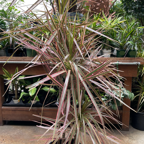 Colorama Dracaena | Pink Variegated Dragon Tree  Victory Nursery