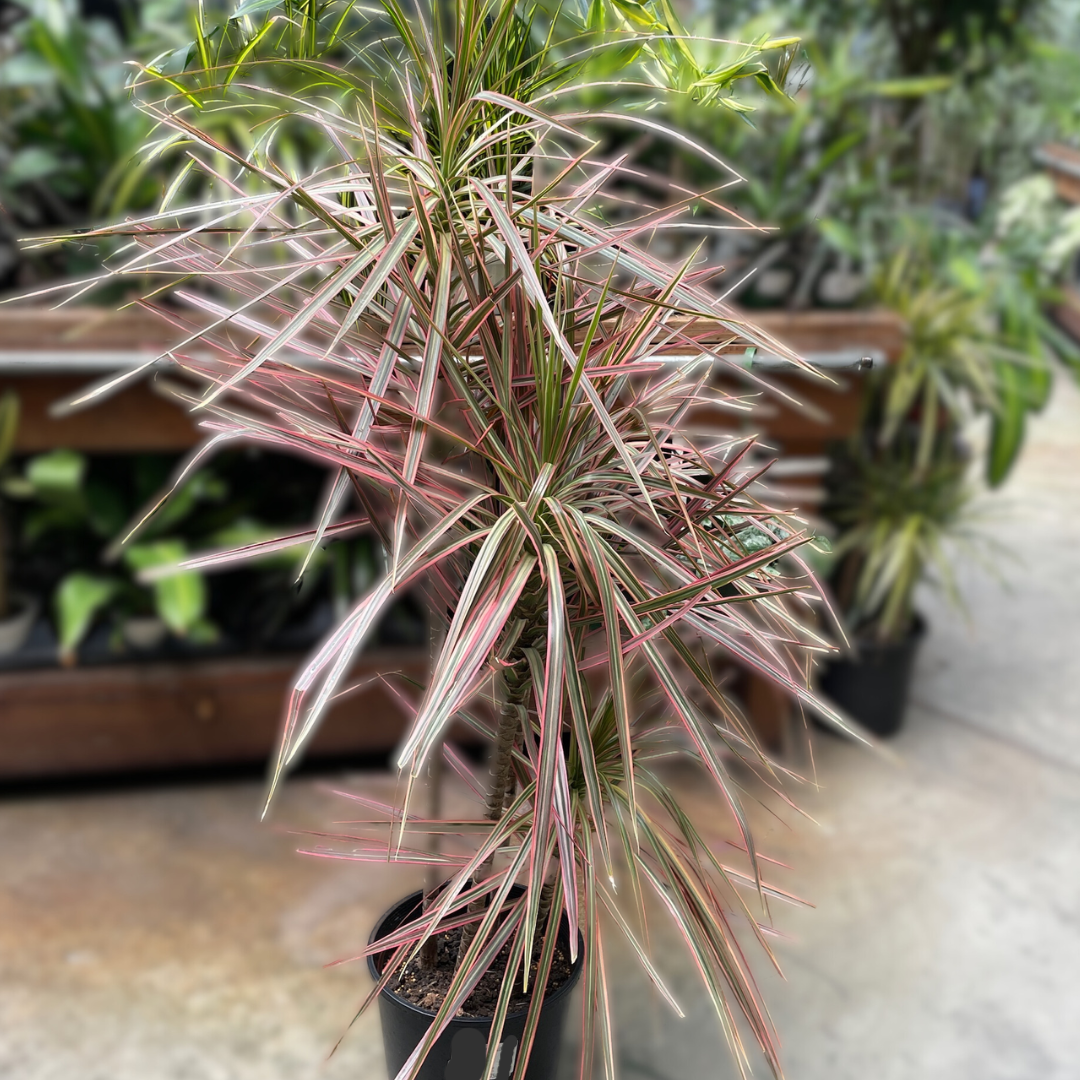 Colorama Dragon Tree