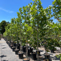 Columbia London Plane