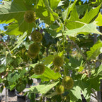 Columbia London Plane