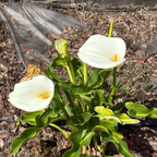 Common Calla Lily