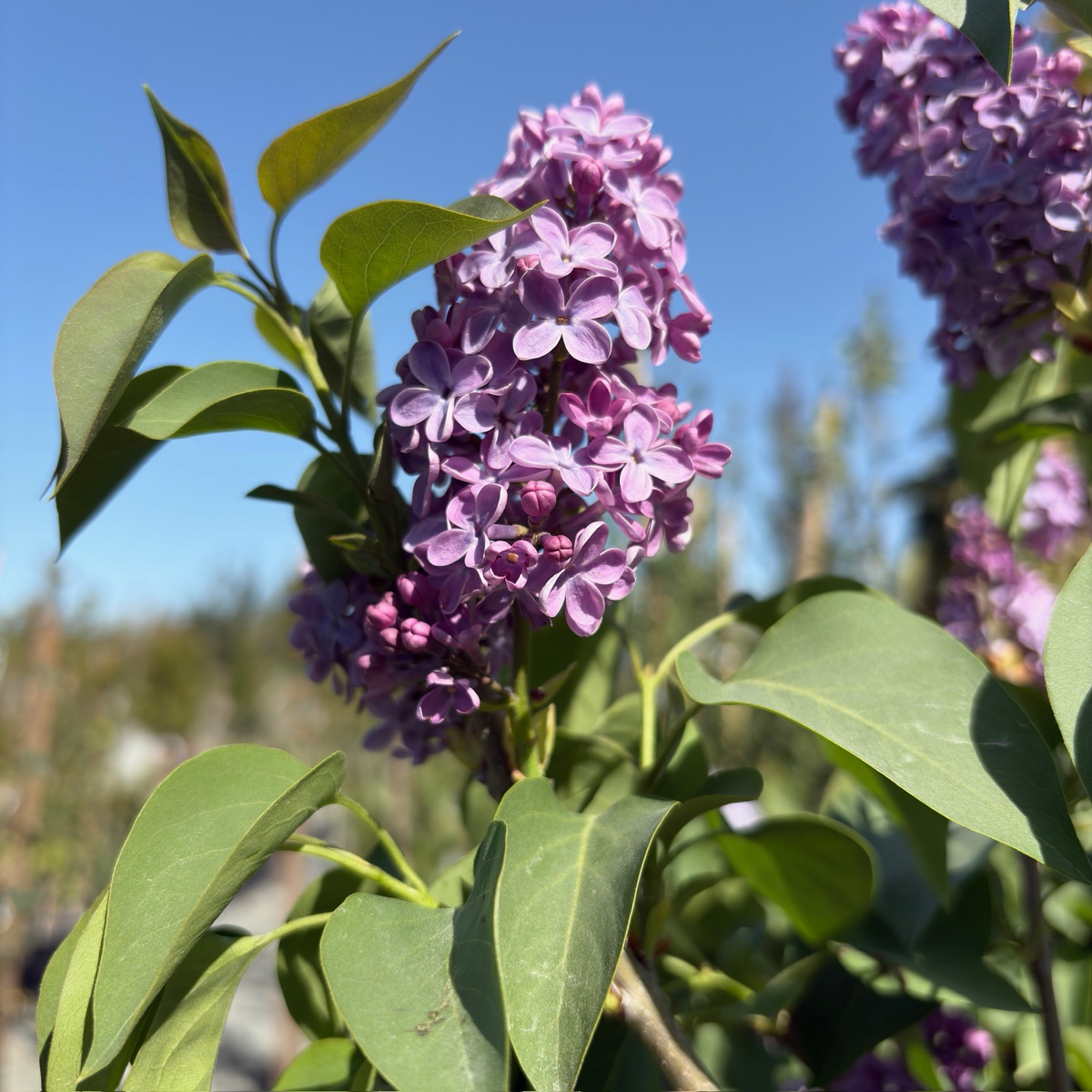 Common Lilac