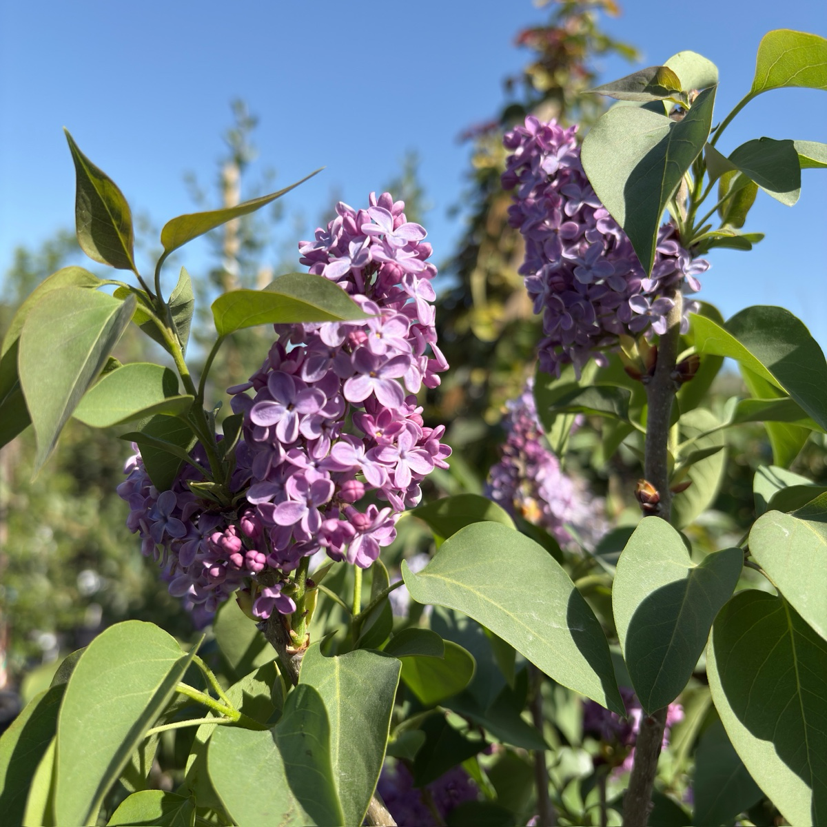 Common Lilac