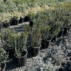 Common Myrtle
