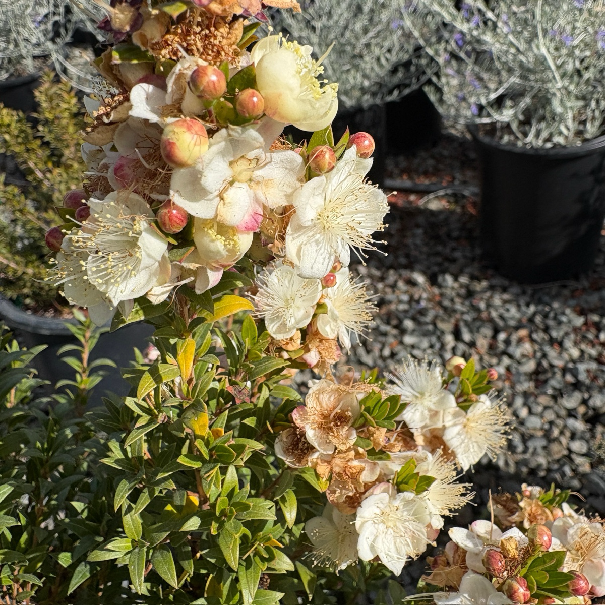Common Myrtle