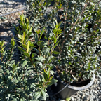 Common Myrtle