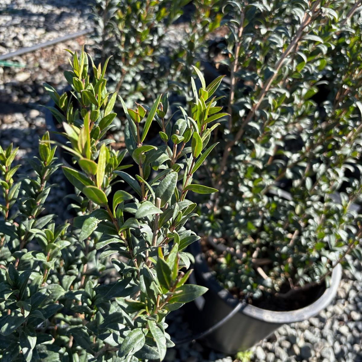 Common Myrtle