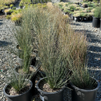 Potted California Gray Rush in a nursery setting with gravel ground.