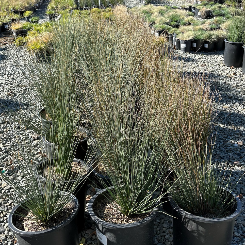 Potted California Gray Rush in a nursery setting with gravel ground.