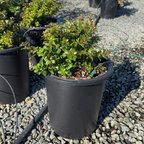 Compact Escallonia