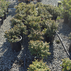 Compact Escallonia