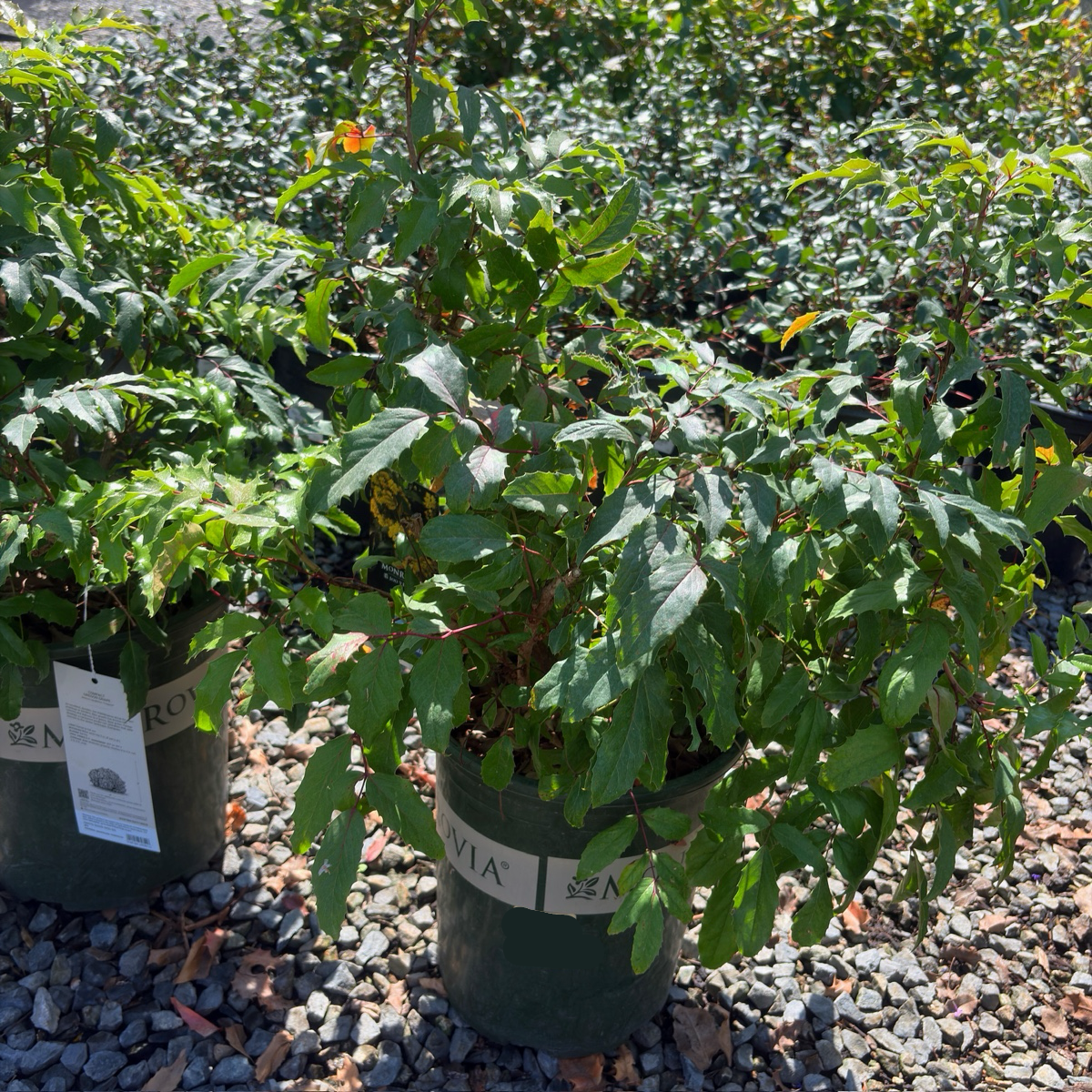 Compact Oregon Grape Holly