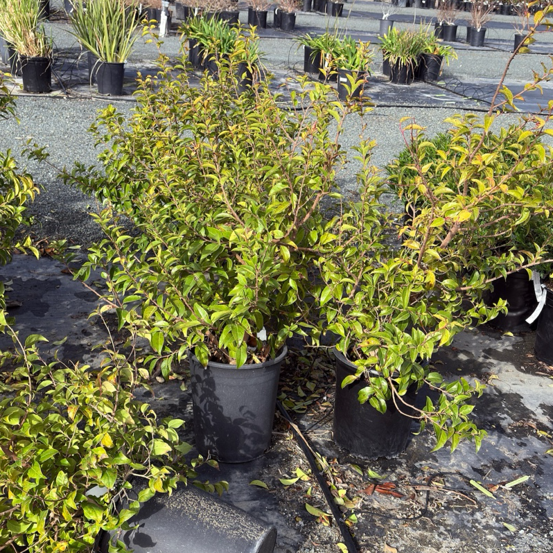 Compact Shiny Xylosma