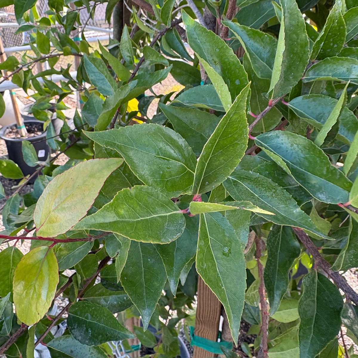 Compact Shiny Xylosma