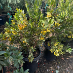 Compact Strawberry Tree