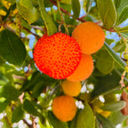 Compact Strawberry Tree