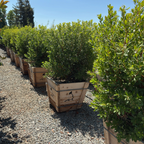 Compact Strawberry Tree