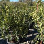 Compact Strawberry Tree