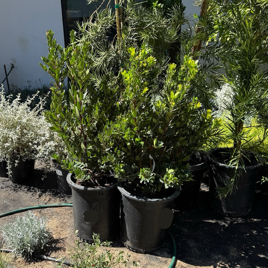 Compact Strawberry Tree