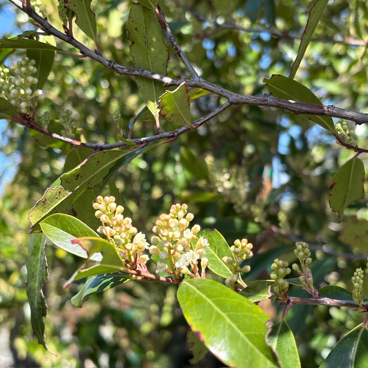 Compacta Carolina Cherry Laurel