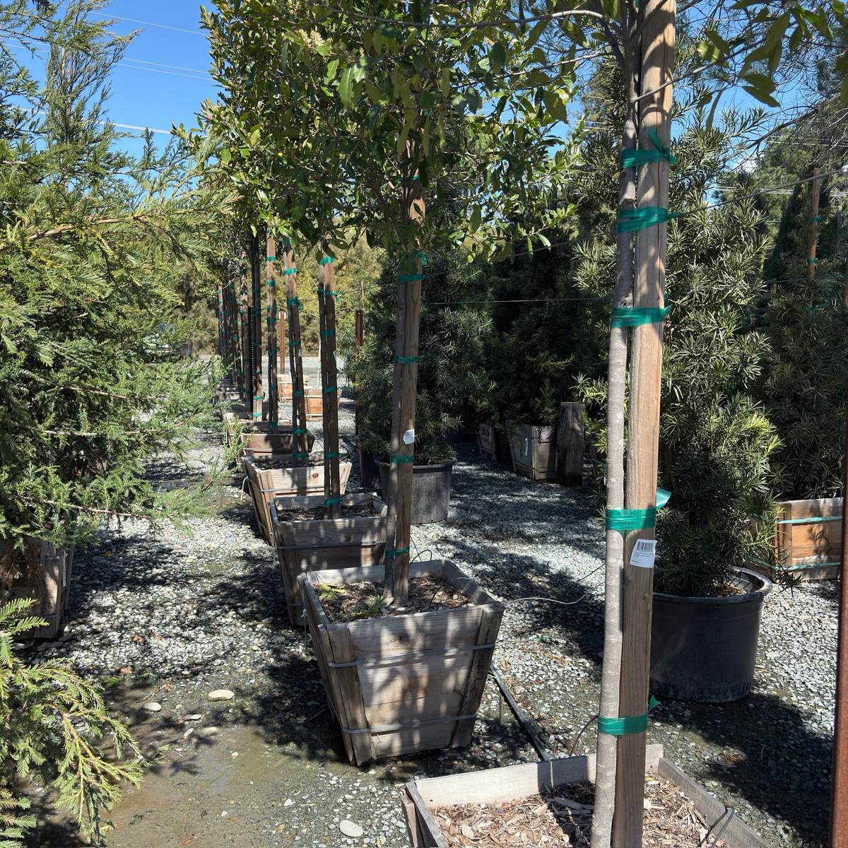 ompacta Carolina Cherry Laurel