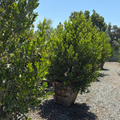 Compacta Carolina Cherry Laurel