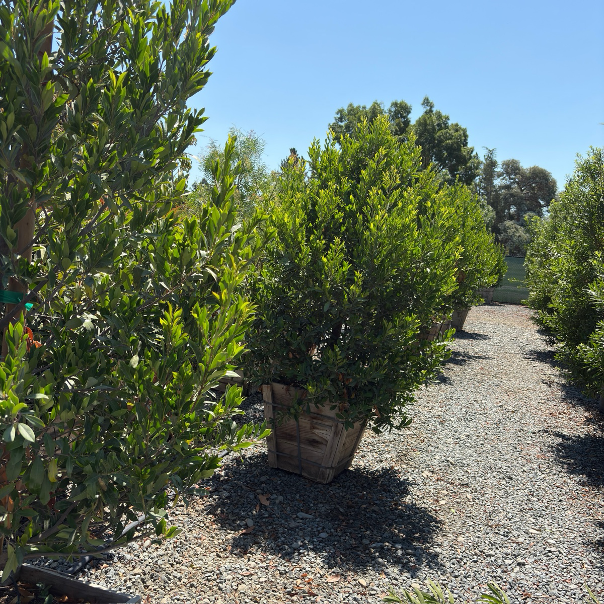 Compacta Carolina Cherry Laurel