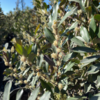 Compacta Carolina Cherry Laurel
